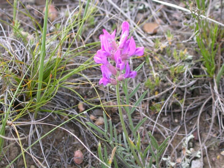 Oxytropis lambertii