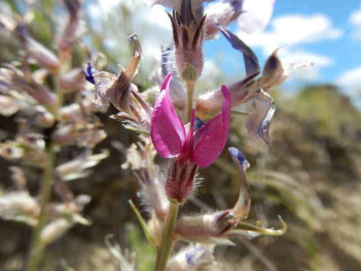Oxytropis lambertii