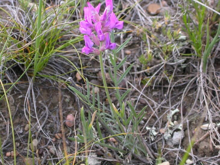 Oxytropis lambertii