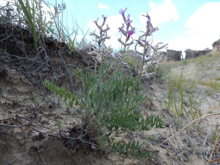Oxytropis lambertii