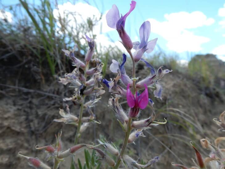 Oxytropis lambertii
