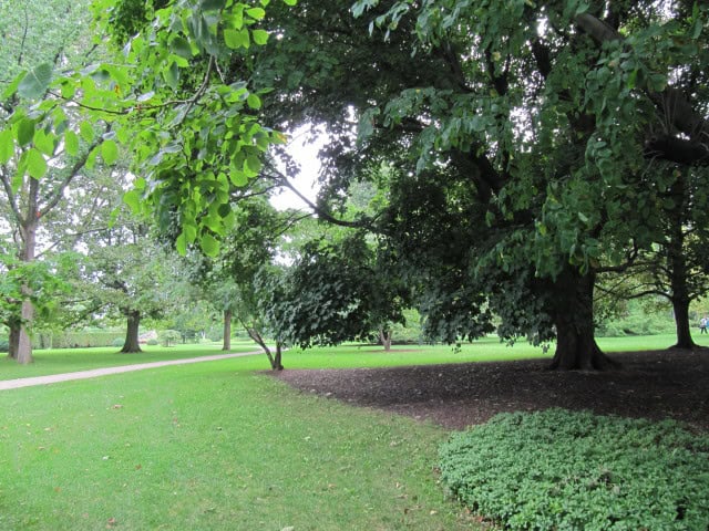 Pachysandra terminalis as groundcover in Niagara Parks Botanical Gardens