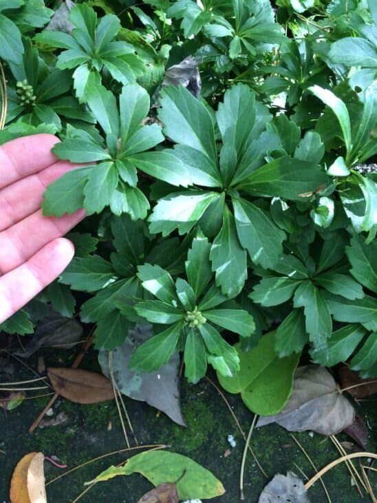 Pachysandra terminalis