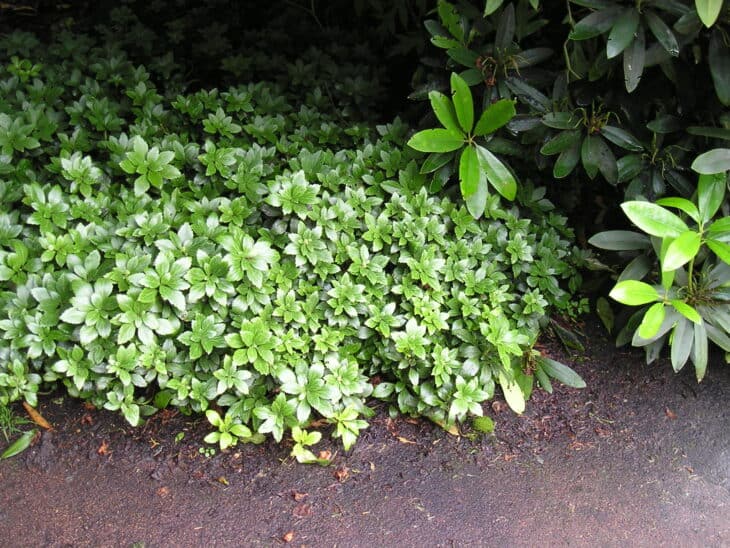 Pachysandra terminalis