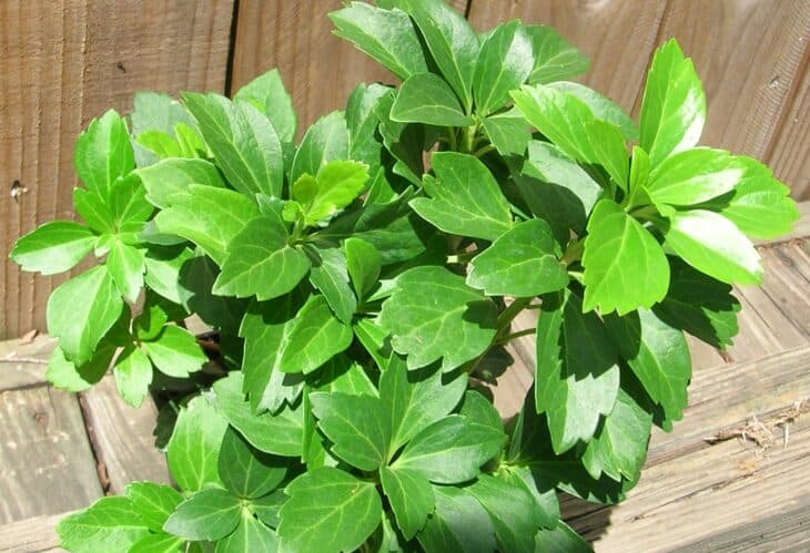 Pachysandra terminalis