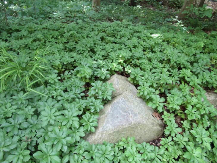Pachysandra terminalis