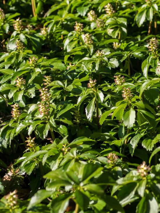 Pachysandra terminalis