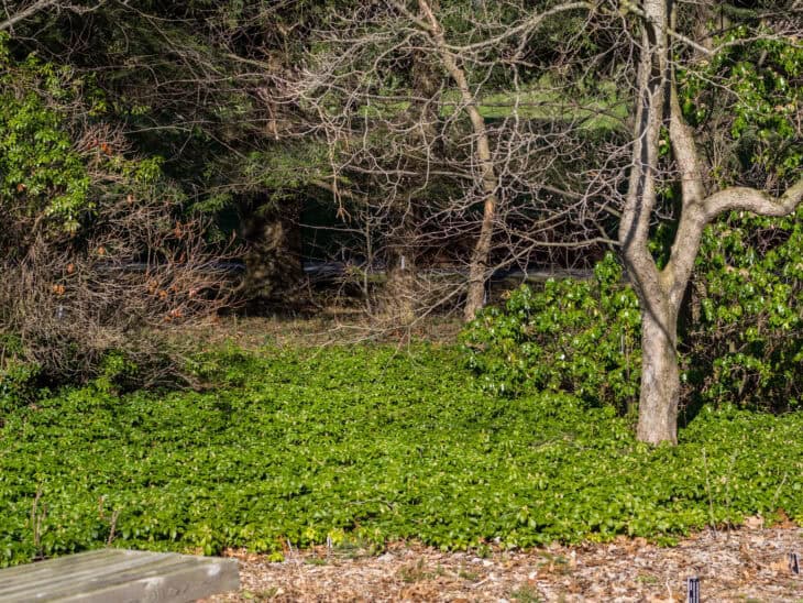 Pachysandra terminalis