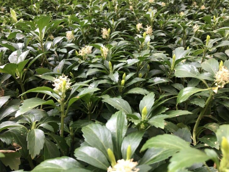 Pachysandra terminalis