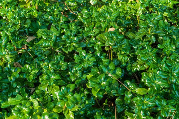 Pachysandra terminalis