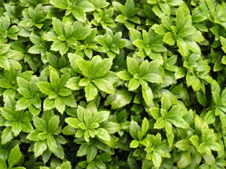 Pachysandra terminalis