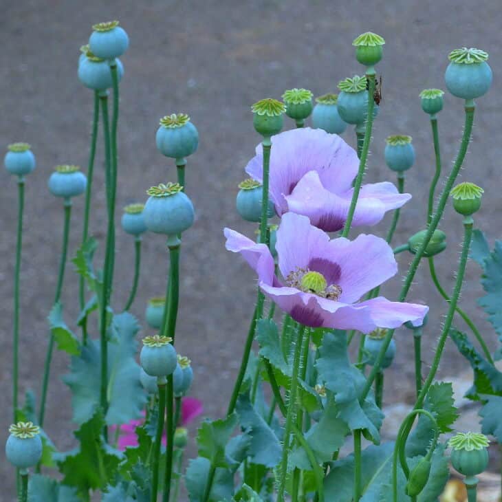 Papaver somniferum