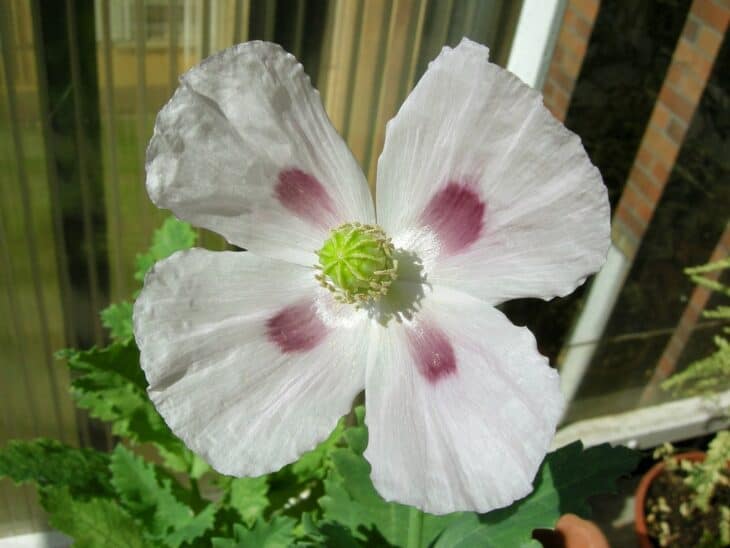 Papaver somniferum