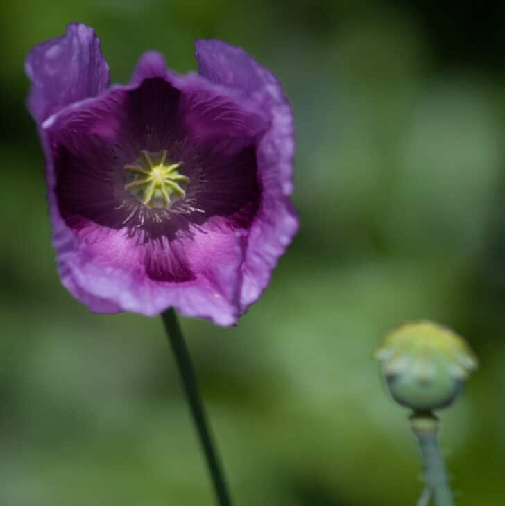 Papaver somniferum