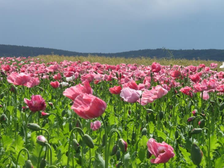 Papaver somniferum