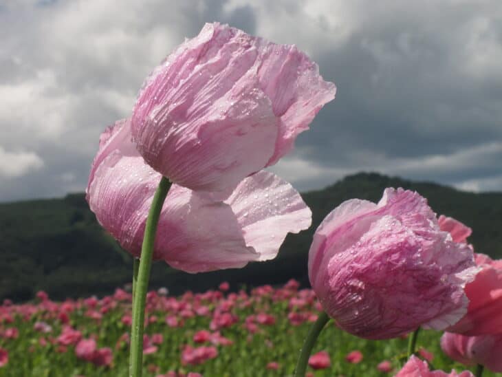 Papaver somniferum