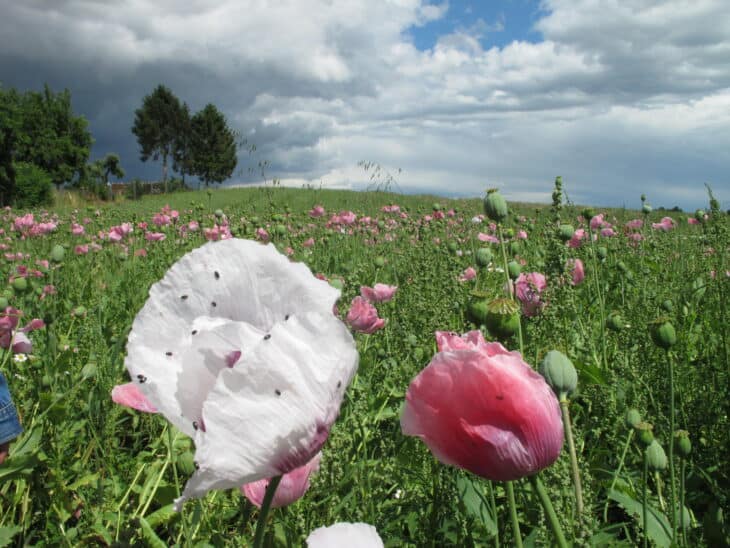 Papaver somniferum