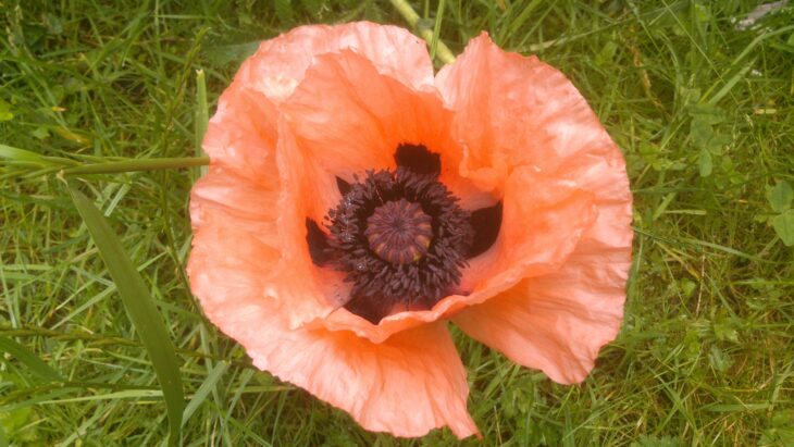 Papaver somniferum