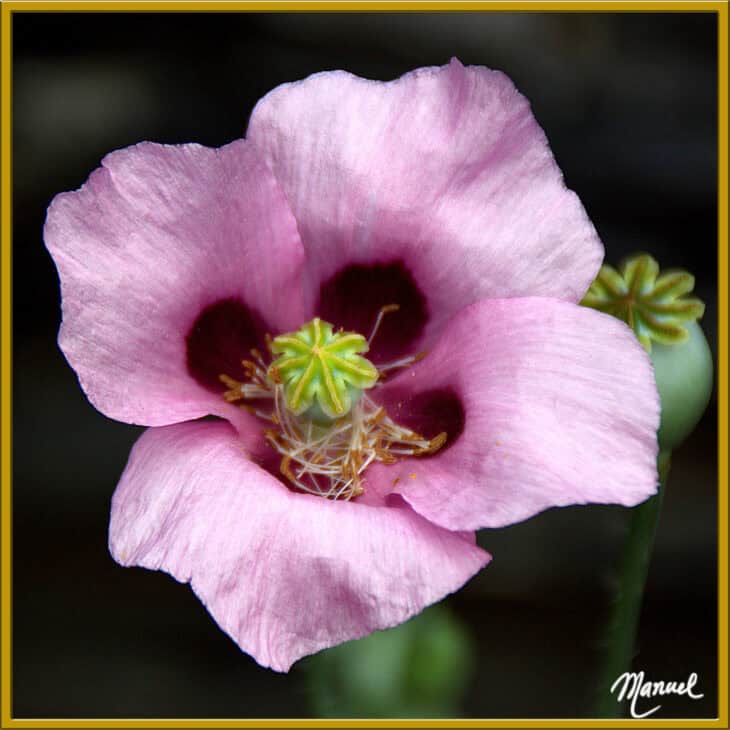 Papaver somniferum