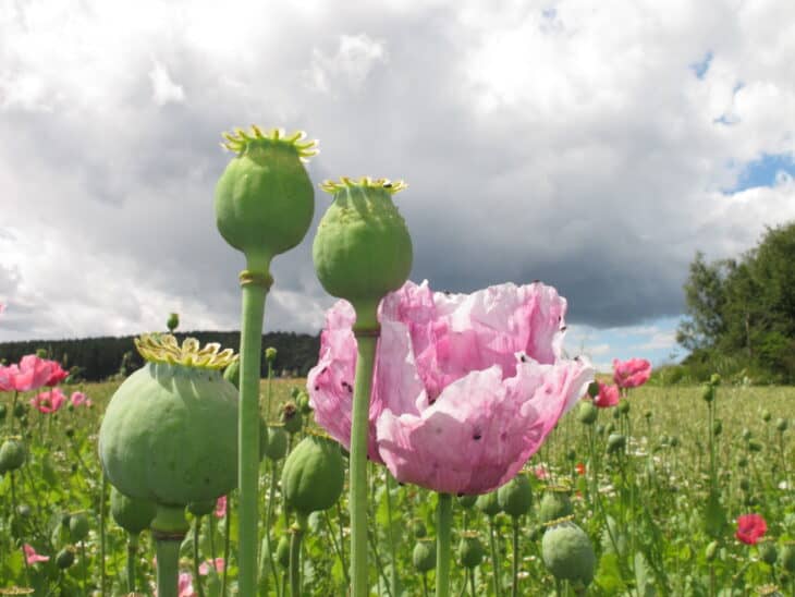 Papaver somniferum