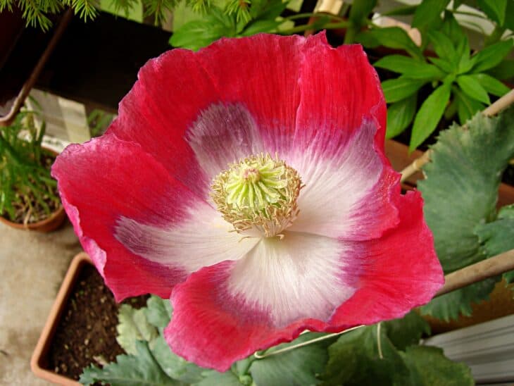 Papaver somniferum