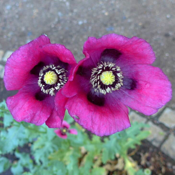 Papaver somniferum