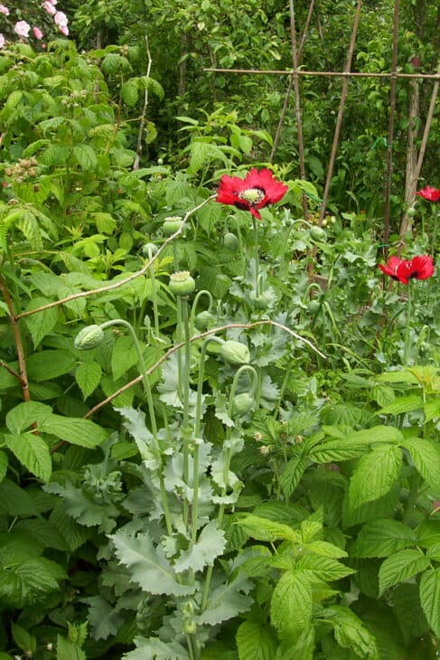 Papaver somniferum
