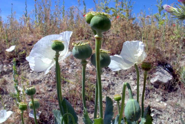 Papaver somniferum