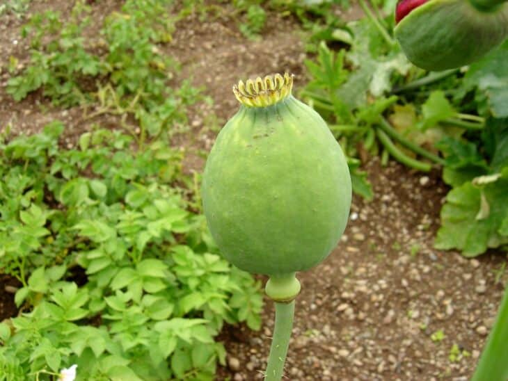 Papaver somniferum