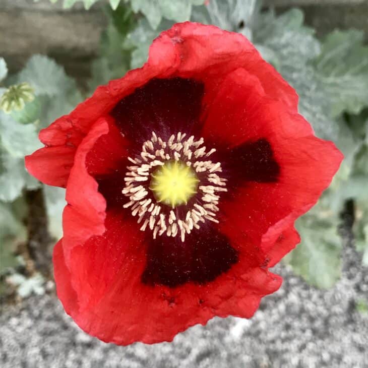 Papaver somniferum