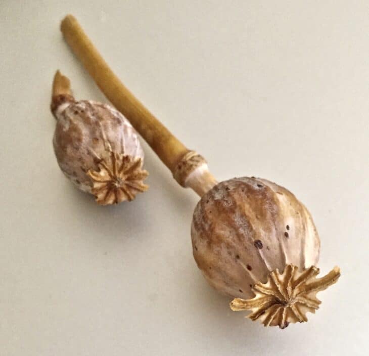 Papaver somniferum