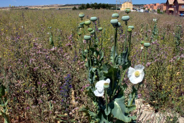 Papaver somniferum