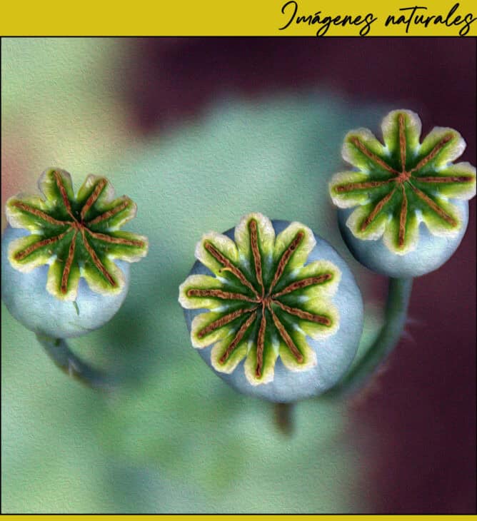 Papaver somniferum