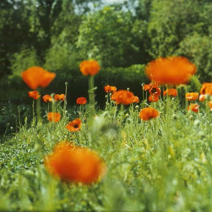 Papaver somniferum