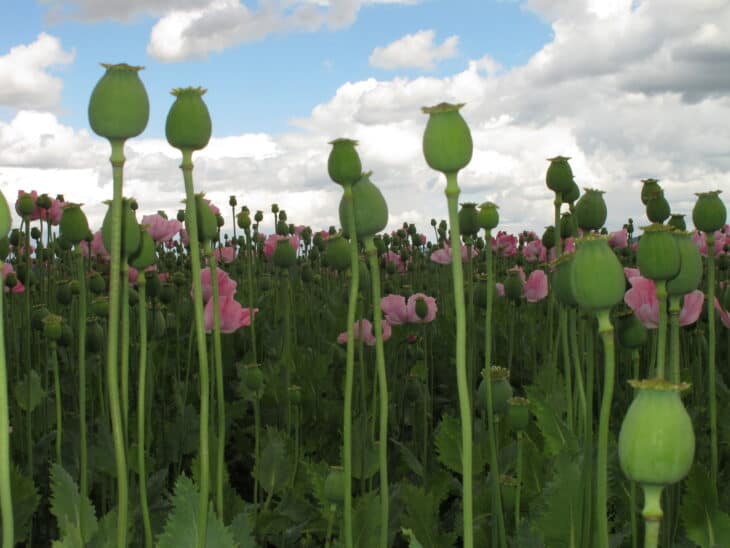 Papaver somniferum