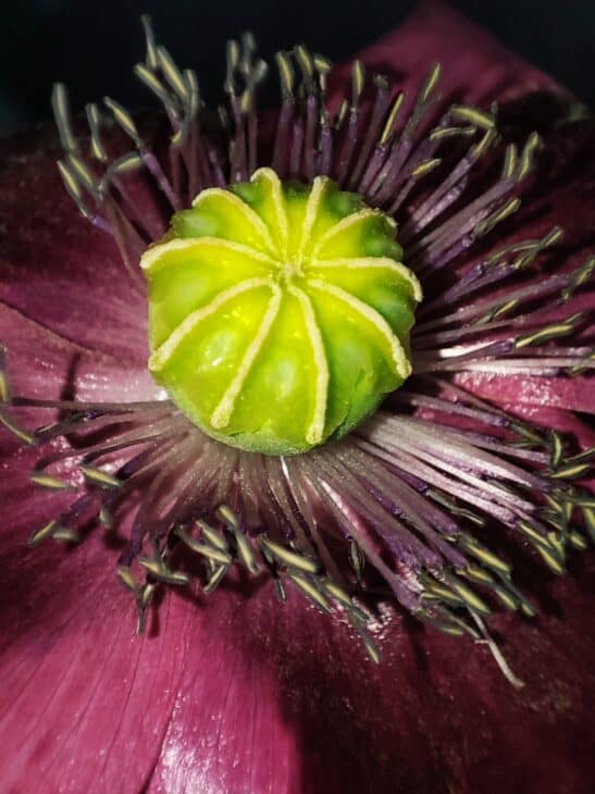 Papaver somniferum