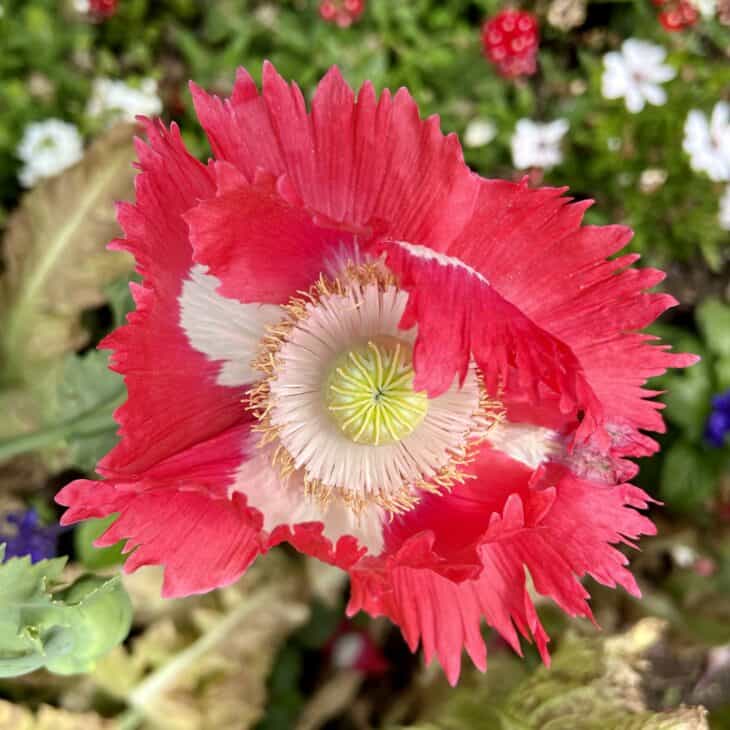 Papaver somniferum