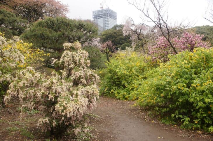 Pieris japonica