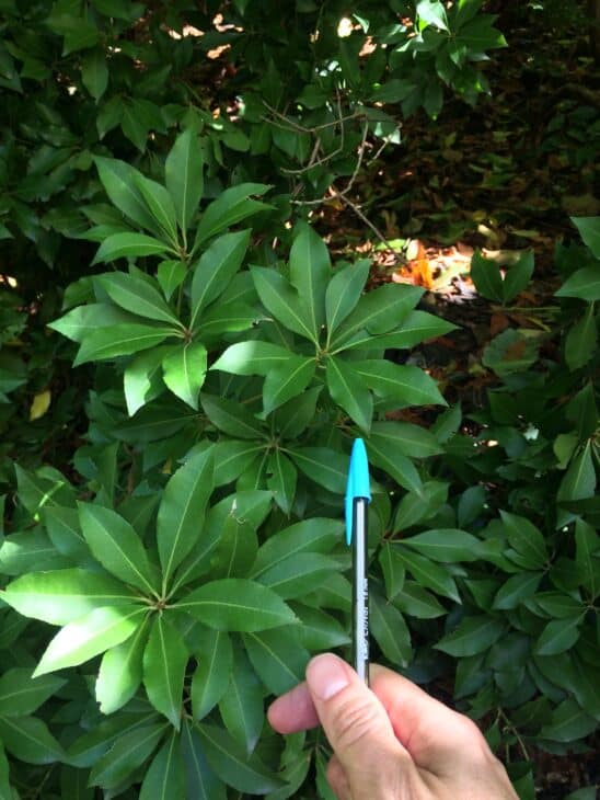 Pieris japonica