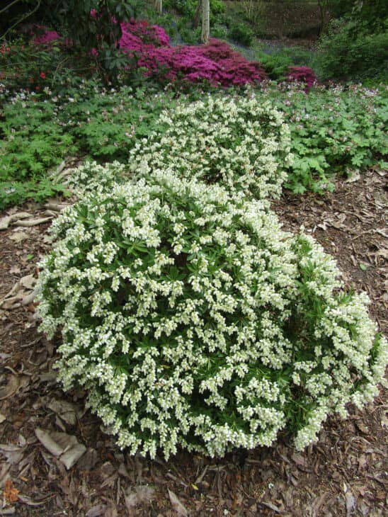 Pieris japonica