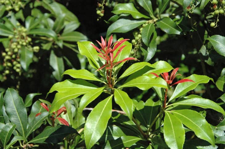 Pieris japonica
