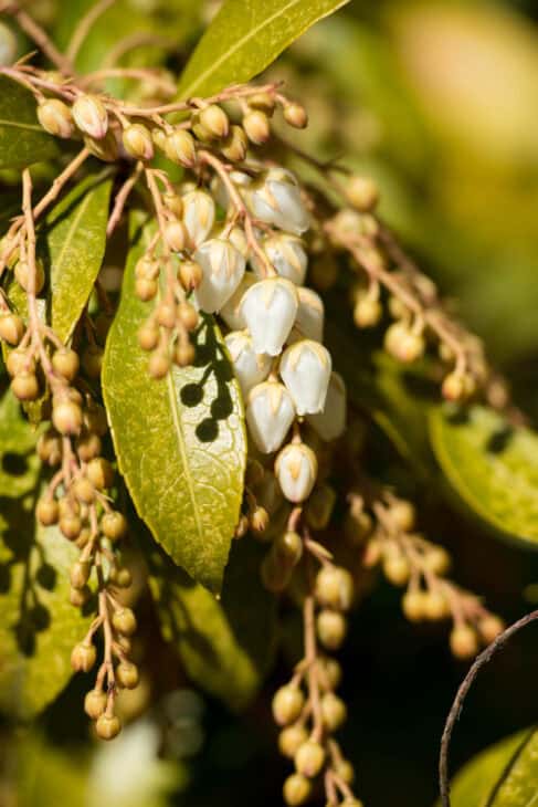 Pieris japonica