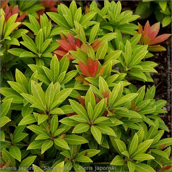 Pieris japonica