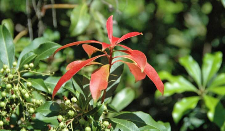 Pieris japonica
