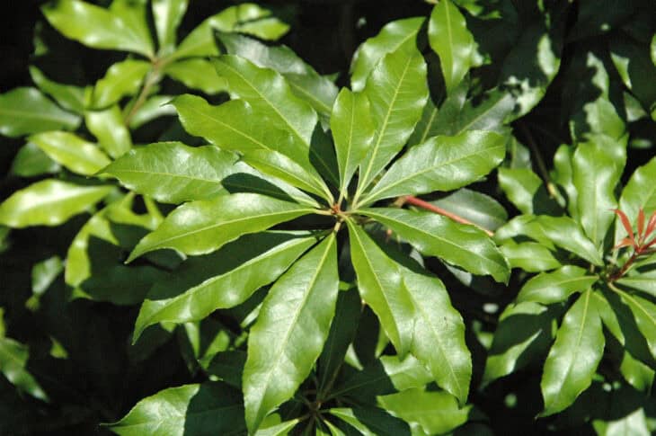 Pieris japonica