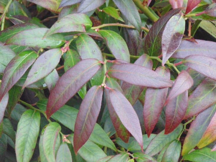 Pieris japonica