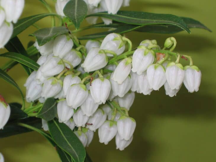 Pieris japonica