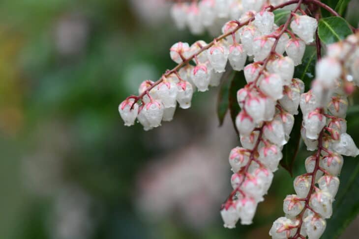 Pieris japonica