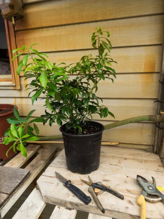 Pieris japonica