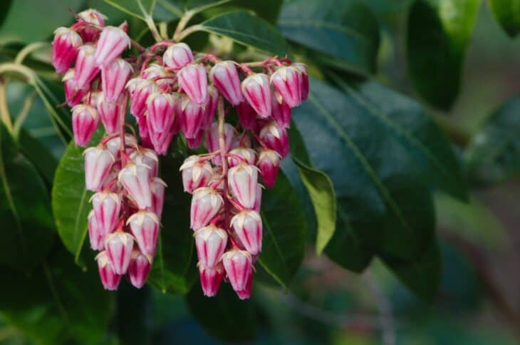 Pieris japonica